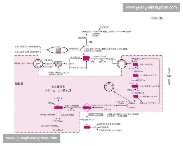 2026年度全球热门体育赛事日程全景速览指南与观赛时间规划参考